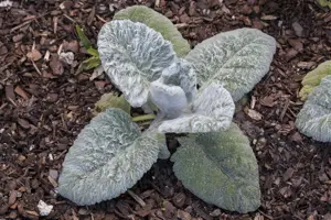 Salvia argentea