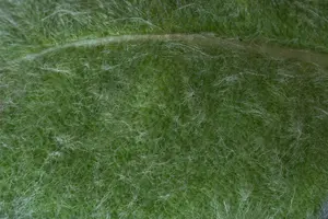 Salvia argentea - P9 - image 2