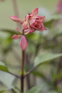 Salvia 'Ember's Wish' - P9 - image 3