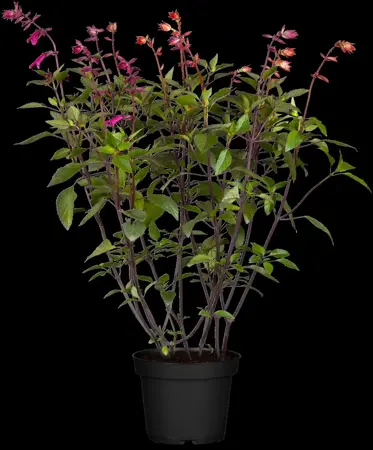 Salvia 'Ember's Wish' - P9 - image 1