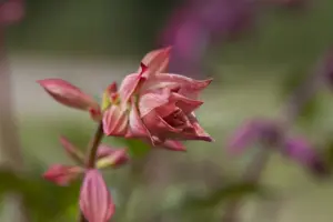Salvia 'Ember's Wish' - P9 - image 2