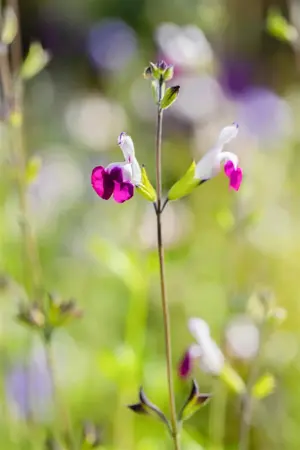 Salvia greggii 'Amethyst Lips' - 2 Ltr pot - image 3