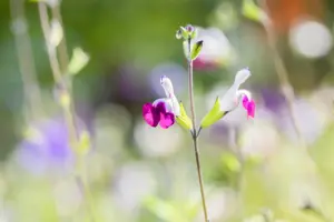Salvia greggii 'Amethyst Lips' - 2 Ltr pot - image 2