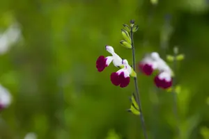 Salvia greggii 'Amethyst Lips' - 2 Ltr pot - image 4