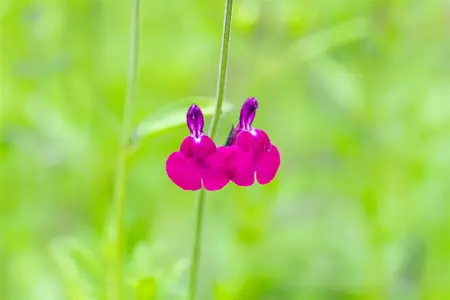 Salvia greggii 'Amethyst Lips' - 2 Ltr pot - image 5