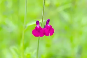 Salvia greggii 'Amethyst Lips' - 2 Ltr pot - image 5