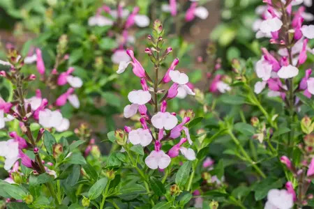 Salvia greggii 'Dysons Joy' - 2 Ltr pot - image 1