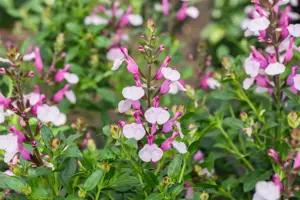 Salvia greggii 'Dysons Joy'