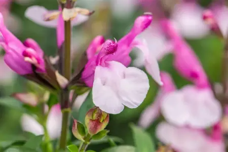 Salvia greggii 'Dysons Joy' - 2 Ltr pot - image 3