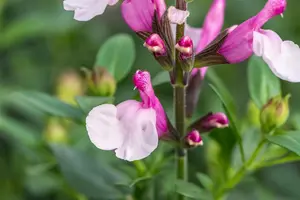 Salvia greggii 'Joy' - 2 Ltr pot - image 2
