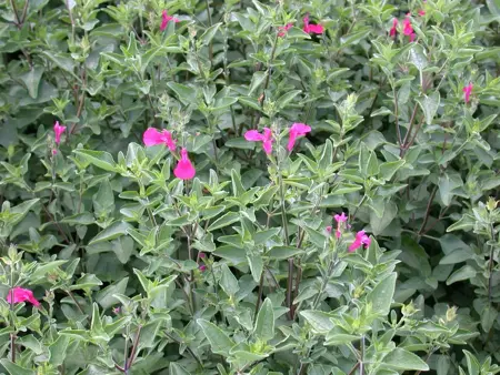 Salvia greggii 'Nachtvlinder' - P9
