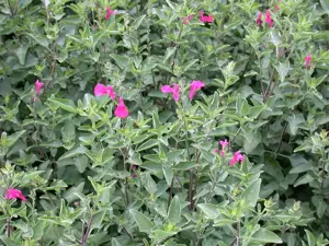 Salvia greggii 'Nachtvlinder'