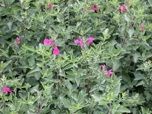 Salvia greggii 'Nachtvlinder' - PLUG/CELGROWN 100 CEL TRAY