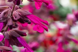 Salvia 'Love and Wishes'?