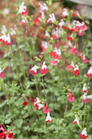 Salvia microphylla 'Hot Lips' - 2 Ltr pot - image 2