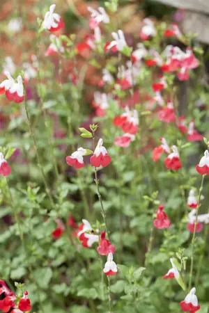 Salvia microphylla 'Hot Lips' - P11 - image 2