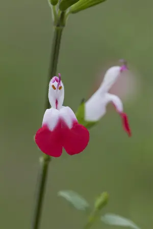 Salvia microphylla 'Hot Lips' - P11 - image 4