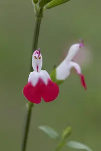 Salvia microphylla 'Hot Lips' - 30-40 CM C2 - image 3