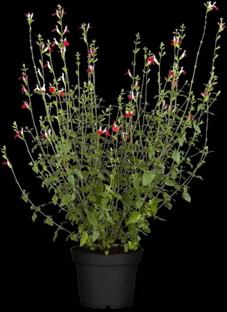 Salvia microphylla 'Hot Lips' - 2 Ltr pot - image 3