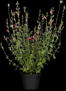 Salvia microphylla 'Hot Lips' - 2 Ltr pot - image 3