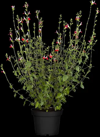 Salvia microphylla 'Hot Lips' - P11 - image 3