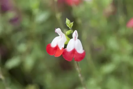 Salvia microphylla 'Hot Lips' - P11 - image 1
