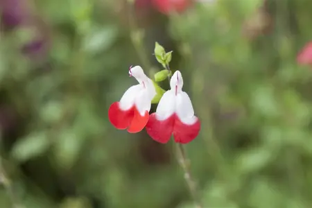 Salvia microphylla 'Hot Lips' - 7.5 Ltr pot - image 1