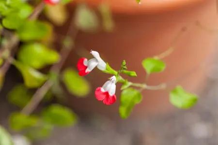 Salvia microphylla 'Hot Lips' - 7.5 Ltr pot - image 4