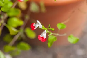 Salvia microphylla 'Hot Lips' - 7.5 Ltr pot - image 4