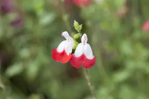 Salvia microphylla 'Hot Lips' - 30-40 CM C2 - image 1