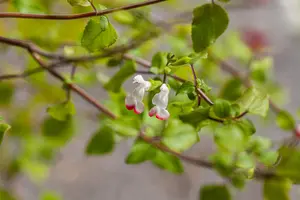 Salvia microphylla 'Hot Lips' - 30-40 CM C2 - image 5