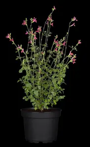 Salvia microphylla 'Hot Lips' - P11 - image 5