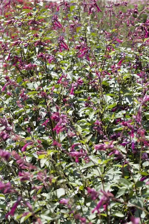 Salvia 'Midnight Rose' - 2 Ltr pot - image 2