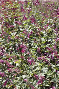 Salvia 'Midnight Rose' - 2 Ltr pot - image 2
