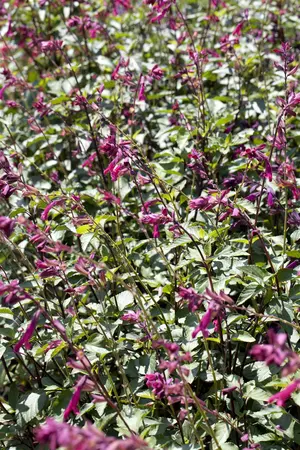 SALVIA MIXED 6 Pk - image 1