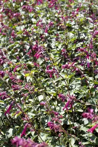 SALVIA MIXED 6 Pk - image 1