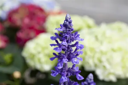 Salvia 'Mystic Spires' - 2 Ltr pot - image 1
