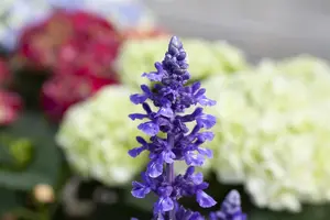 Salvia 'Mystic Spires' - 2 Ltr pot - image 1