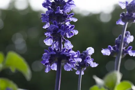 Salvia 'Mystic Spires' - 2 Ltr pot - image 2