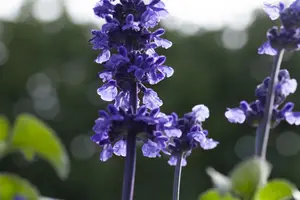 Salvia 'Mystic Spires' - 2 Ltr pot - image 2