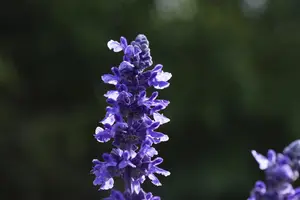 Salvia 'Mystic Spires' - 2 Ltr pot - image 3