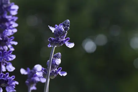 Salvia 'Mystic Spires' - 2 Ltr pot - image 5