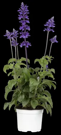 Salvia 'Mystic Spires' - 2 Ltr pot - image 4