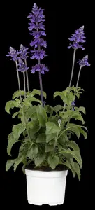Salvia 'Mystic Spires' - 2 Ltr pot - image 4