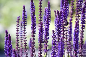 Salvia n. 'Sensation C. Deep Blue'