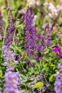 Salvia nem. 'Blue Bouquetta'