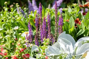 Salvia nem. 'Blue Bouquetta' - 2 Ltr pot - image 2