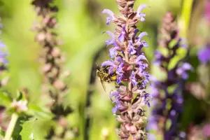 Salvia nem. 'Blue Bouquetta' - 2 Ltr pot - image 3