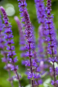 Salvia nem. 'Caradonna' - 2 Ltr pot - image 3