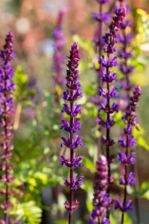 Salvia nem. 'Caradonna' - PLUG/CELGROWN 100 CEL TRAY - image 5